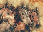 horses